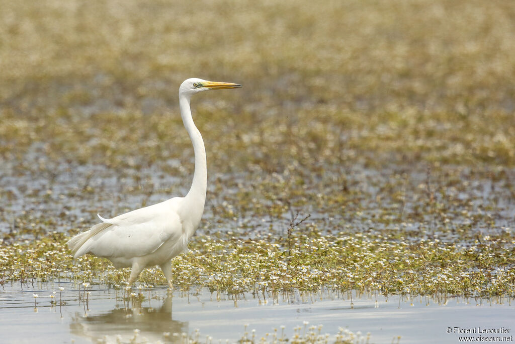 Grande Aigrette