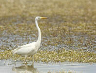 Grande Aigrette