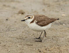 Kentish Plover