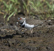 Three-banded Plover