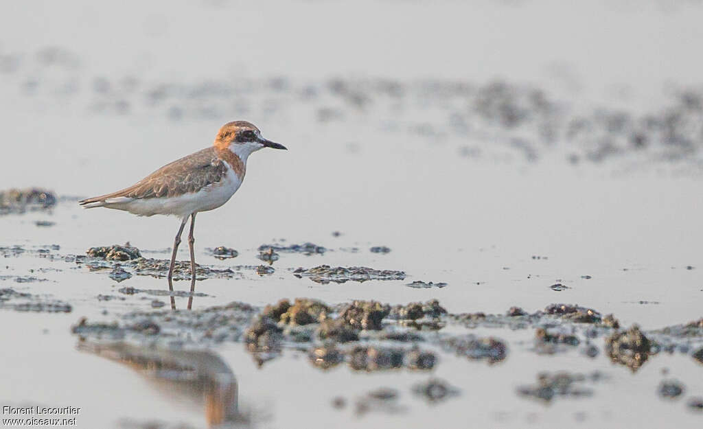 Greater Sand Ploveradult, habitat, pigmentation