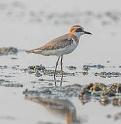 Greater Sand Plover