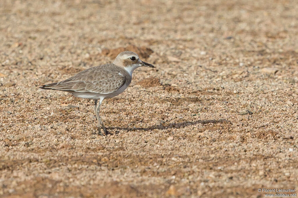 Greater Sand Plover