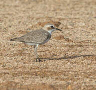 Greater Sand Plover