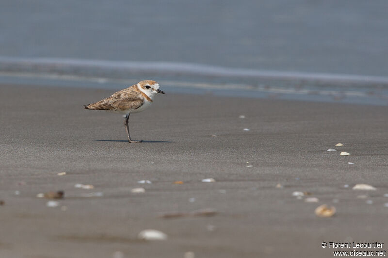 Malaysian Plover female