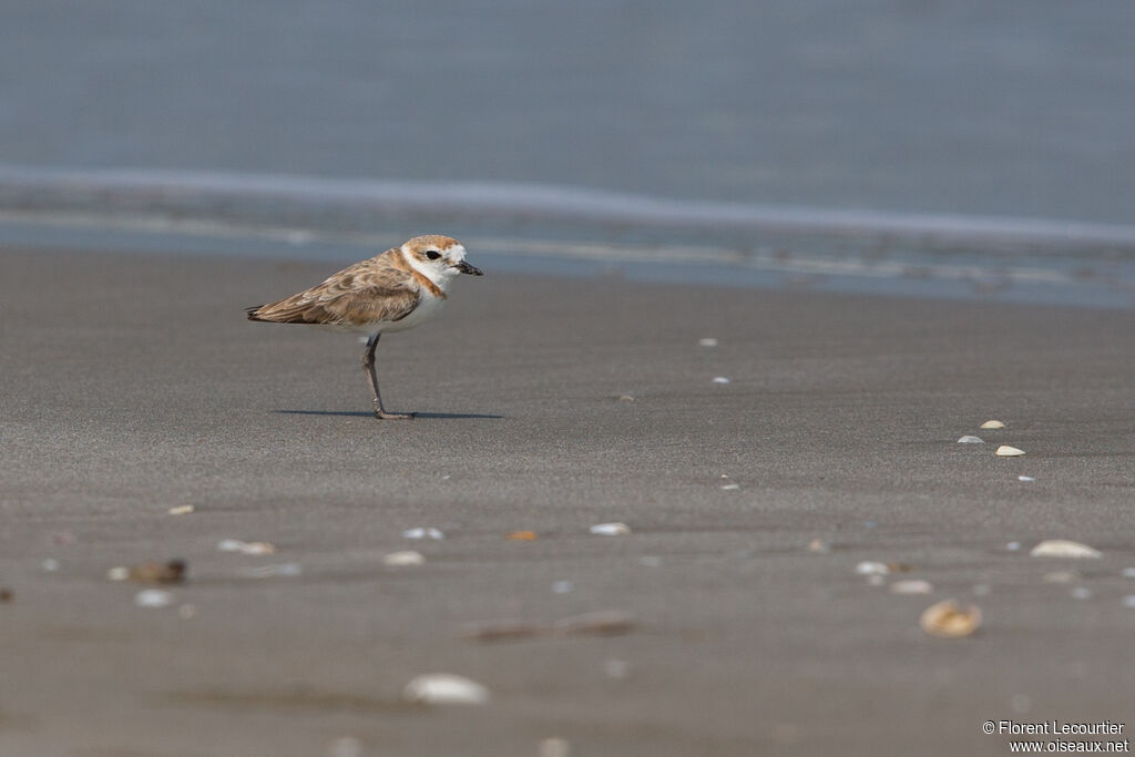 Malaysian Plover female