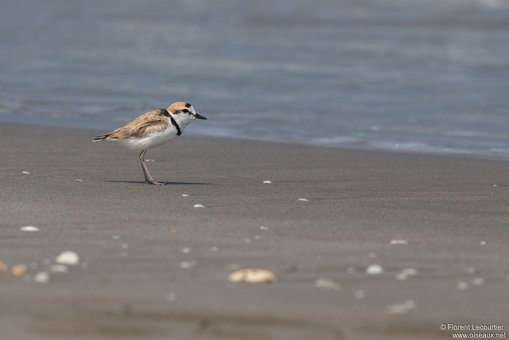 Malaysian Plover male