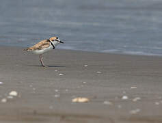 Malaysian Plover