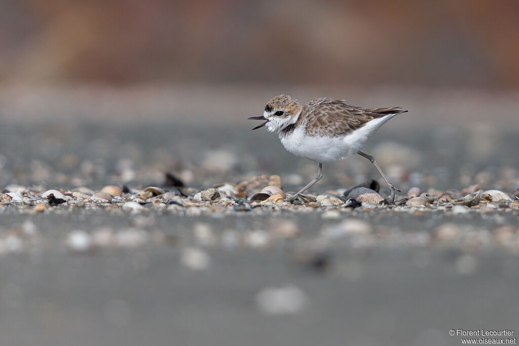 Malaysian Plover