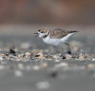 Malaysian Plover