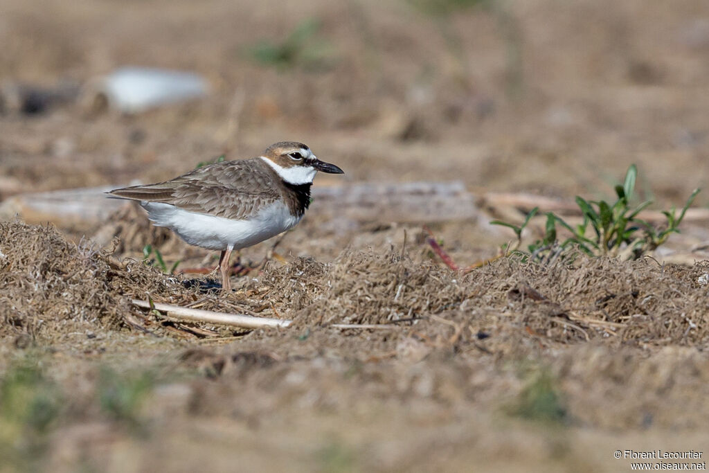 Wilson's Plover