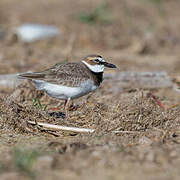 Wilson's Plover