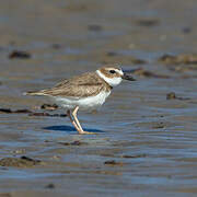 Wilson's Plover