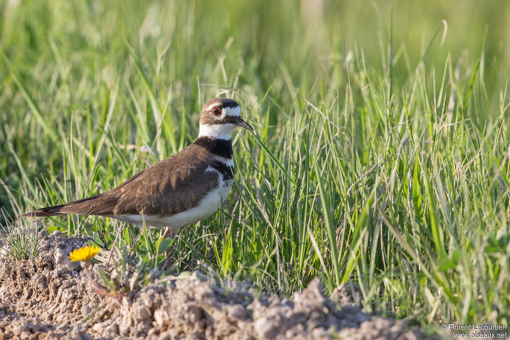 Killdeer