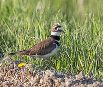 Killdeer