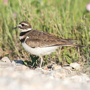 Killdeer