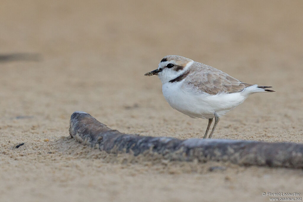 Snowy Ploveradult breeding