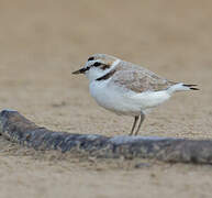 Snowy Plover