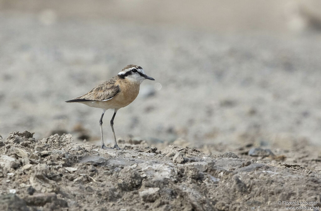 Kittlitz's Plover male