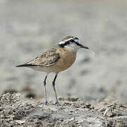 Kittlitz's Plover