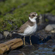 Semipalmated Plover