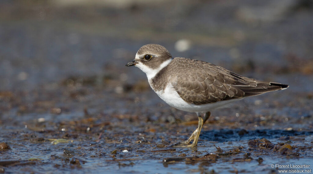 Semipalmated Plover