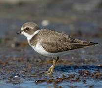 Semipalmated Plover