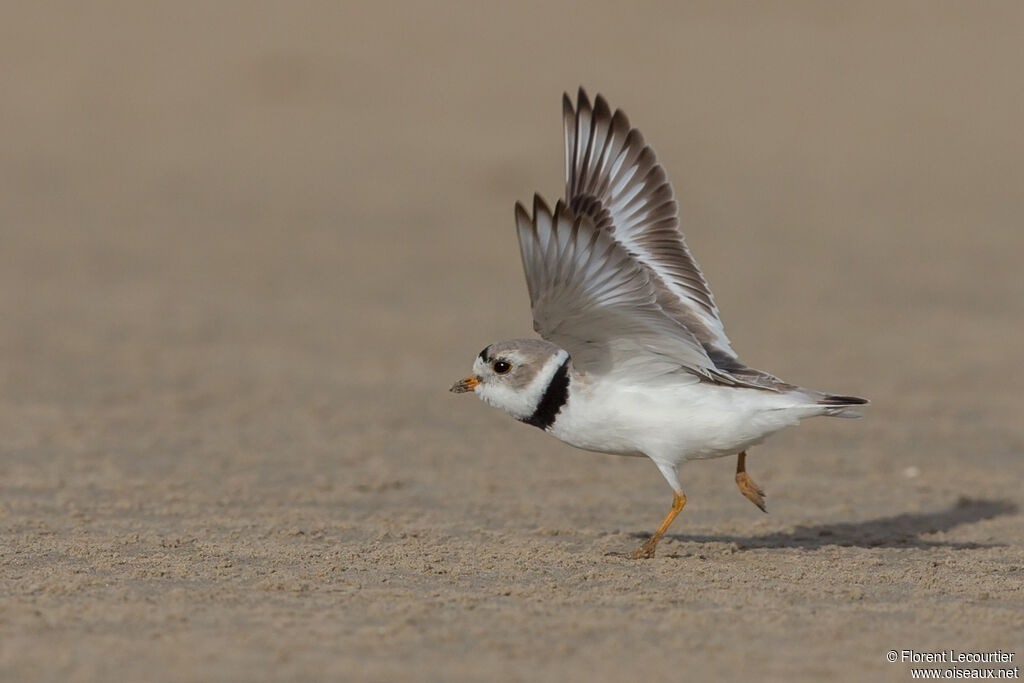 Piping Plover