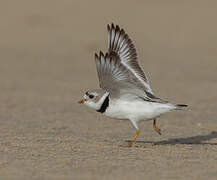 Piping Plover