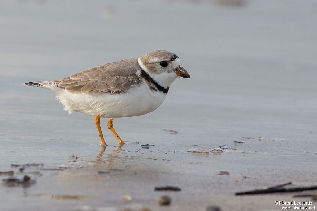 Piping Plover