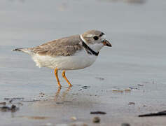 Piping Plover