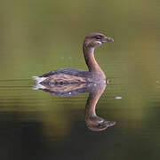 Pied-billed Grebe