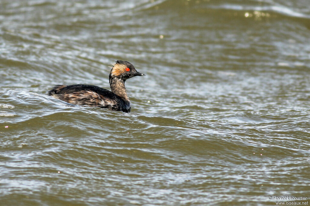 Black-necked Grebeadult breeding