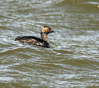 Black-necked Grebe