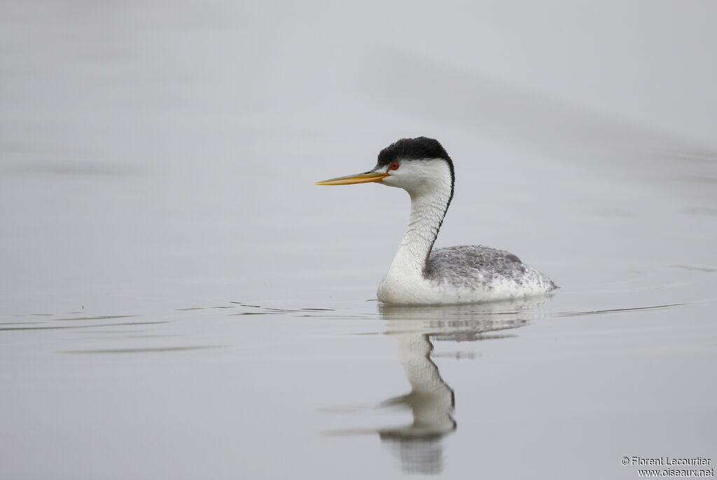 Clark's Grebe