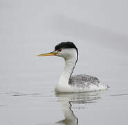 Clark's Grebe