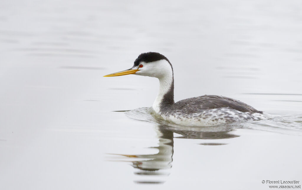 Clark's Grebe