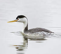 Clark's Grebe