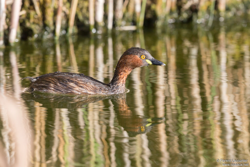 Little Grebe