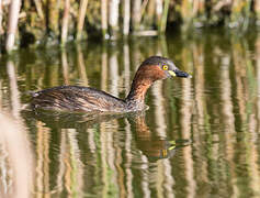 Little Grebe