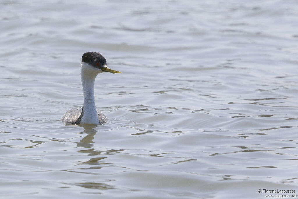 Western Grebe