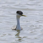 Western Grebe