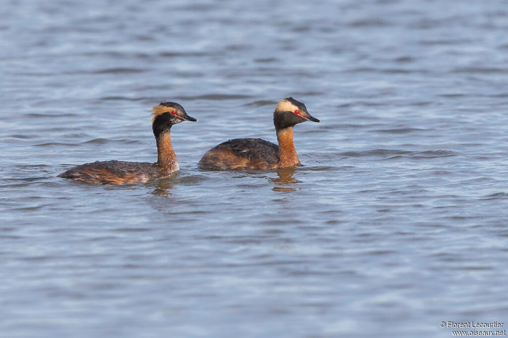 Horned Grebeadult breeding