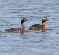 Horned Grebe