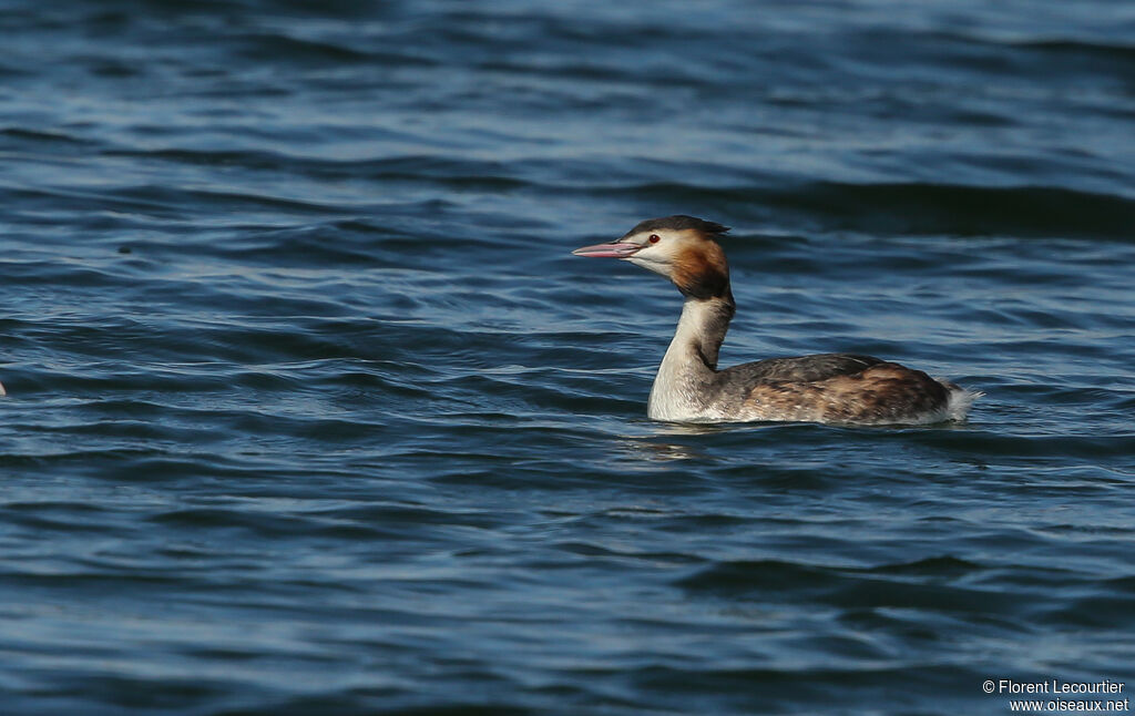 Great Crested Grebe