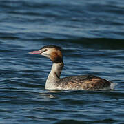 Great Crested Grebe