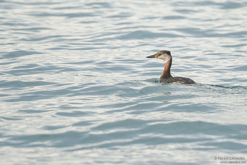 Red-necked Grebe