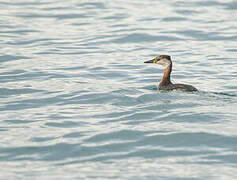 Red-necked Grebe