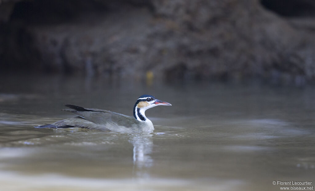 Sungrebe