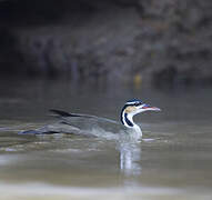 Sungrebe